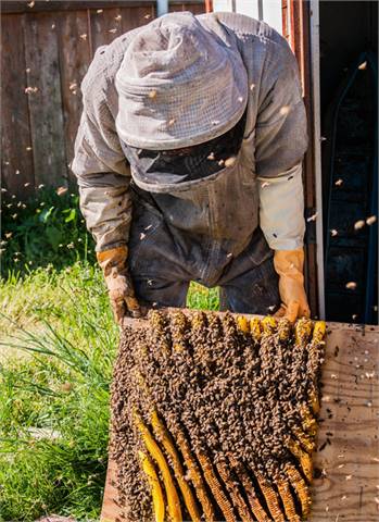 Budget Bee Control